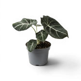 Alocasia reginula Black Velvet medium-sized plant with textured, almost black leaves with contrasting veins in a nursery pot  on a white background