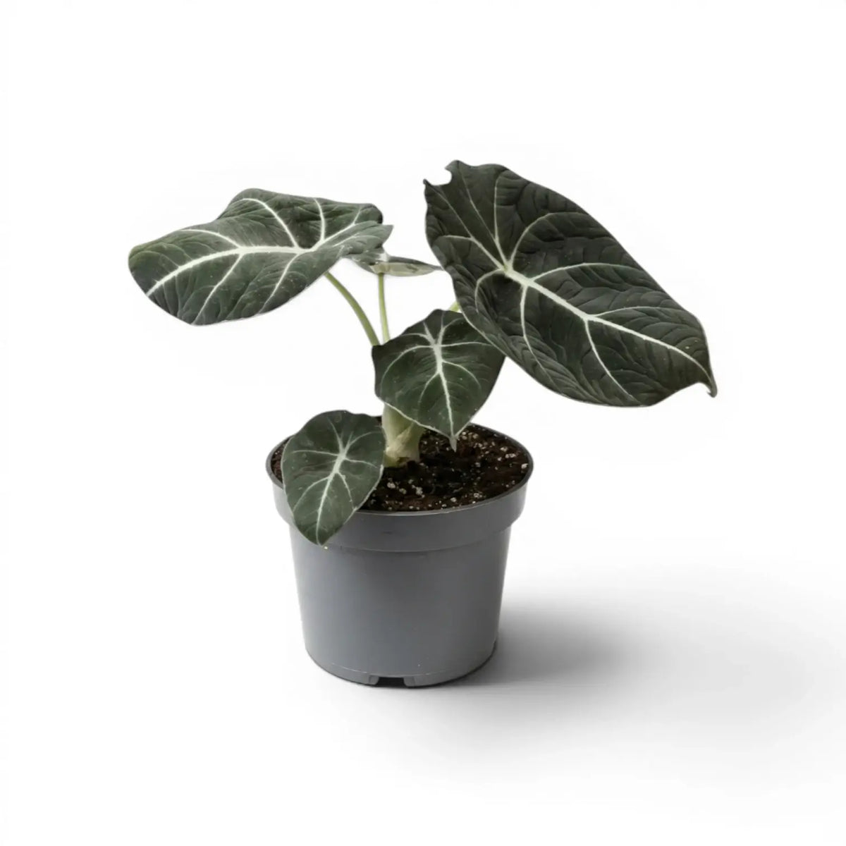 Alocasia reginula Black Velvet medium-sized plant with textured, almost black leaves with contrasting veins in a nursery pot  on a white background