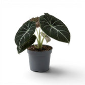 Alocasia reginula Black Velvet medium-sized plant with textured, almost black leaves with contrasting veins in a nursery pot  on a white background