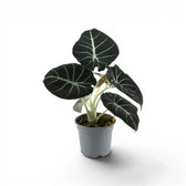 Alocasia reginula Black Velvet medium-sized plant with textured, almost black leaves with contrasting veins in a nursery pot  on a white background
