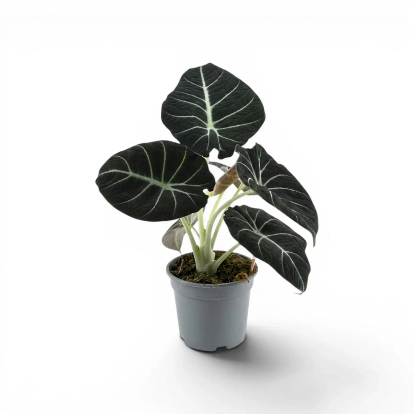 Alocasia reginula Black Velvet medium-sized plant with textured, almost black leaves with contrasting veins in a nursery pot  on a white background