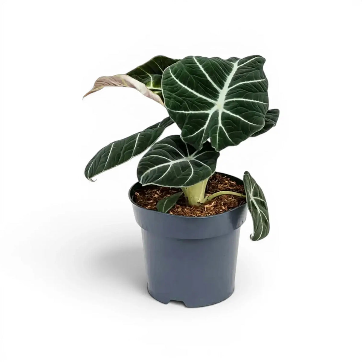 Alocasia reginula Black Velvet medium-sized plant with textured, almost black leaves with contrasting veins in a nursery pot  on a white background