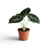 Alocasia reginula Black Velvet medium-sized plant with textured, almost black leaves with contrasting veins in a nursery pot  on a white background