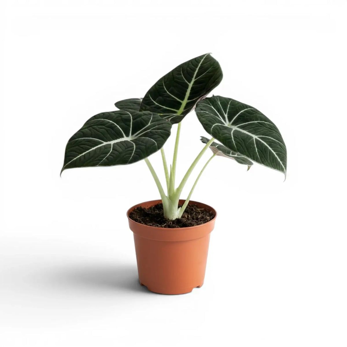 Alocasia reginula Black Velvet medium-sized plant with textured, almost black leaves with contrasting veins in a nursery pot  on a white background