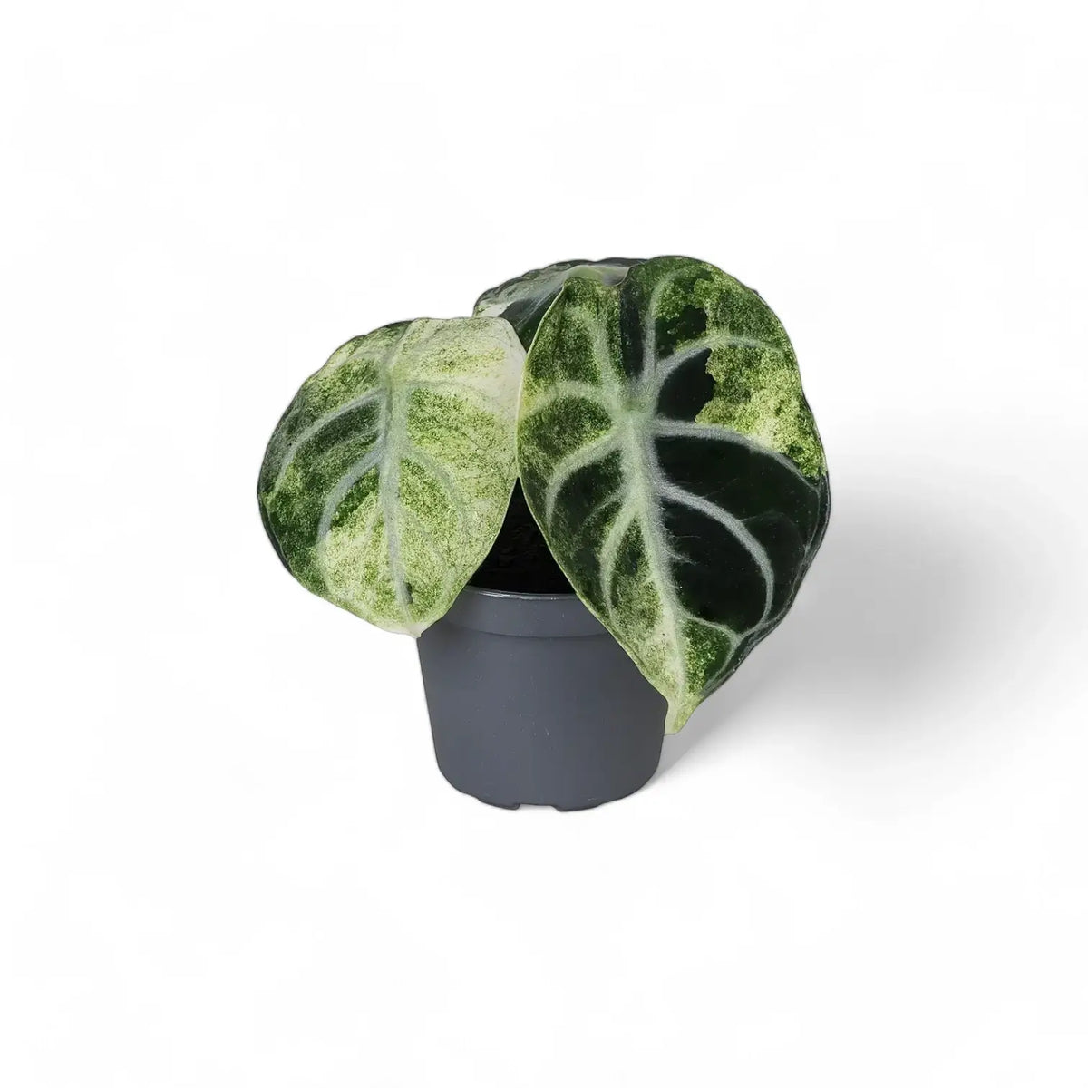 Alocasia reginula 'Ninja' variegata – Topfpflanze im Kulturtopf vor weißem Hintergrund, Produktfoto 2.