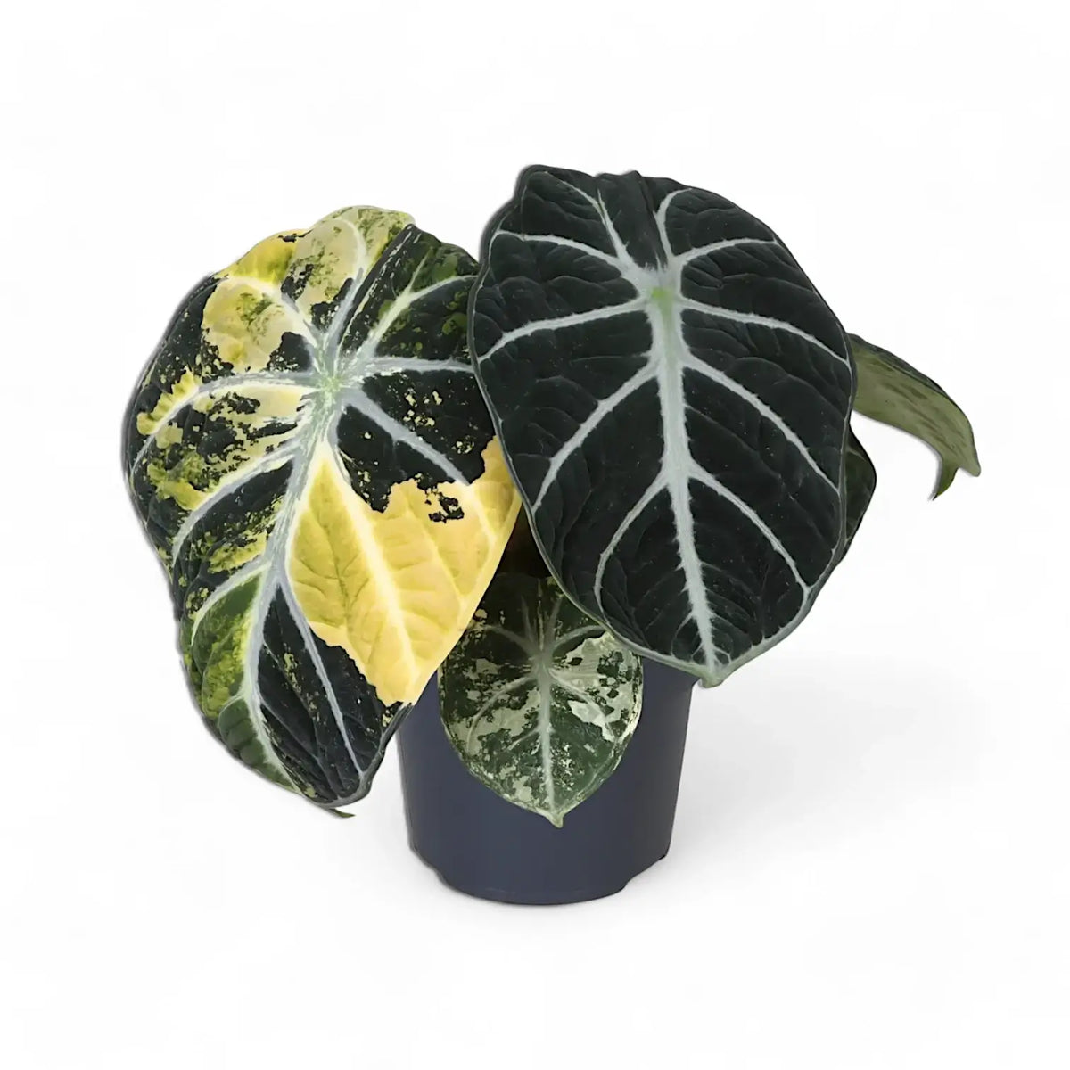 Alocasia reginula 'Ninja' variegata – Topfpflanze im Kulturtopf vor weißem Hintergrund, Produktfoto 3.