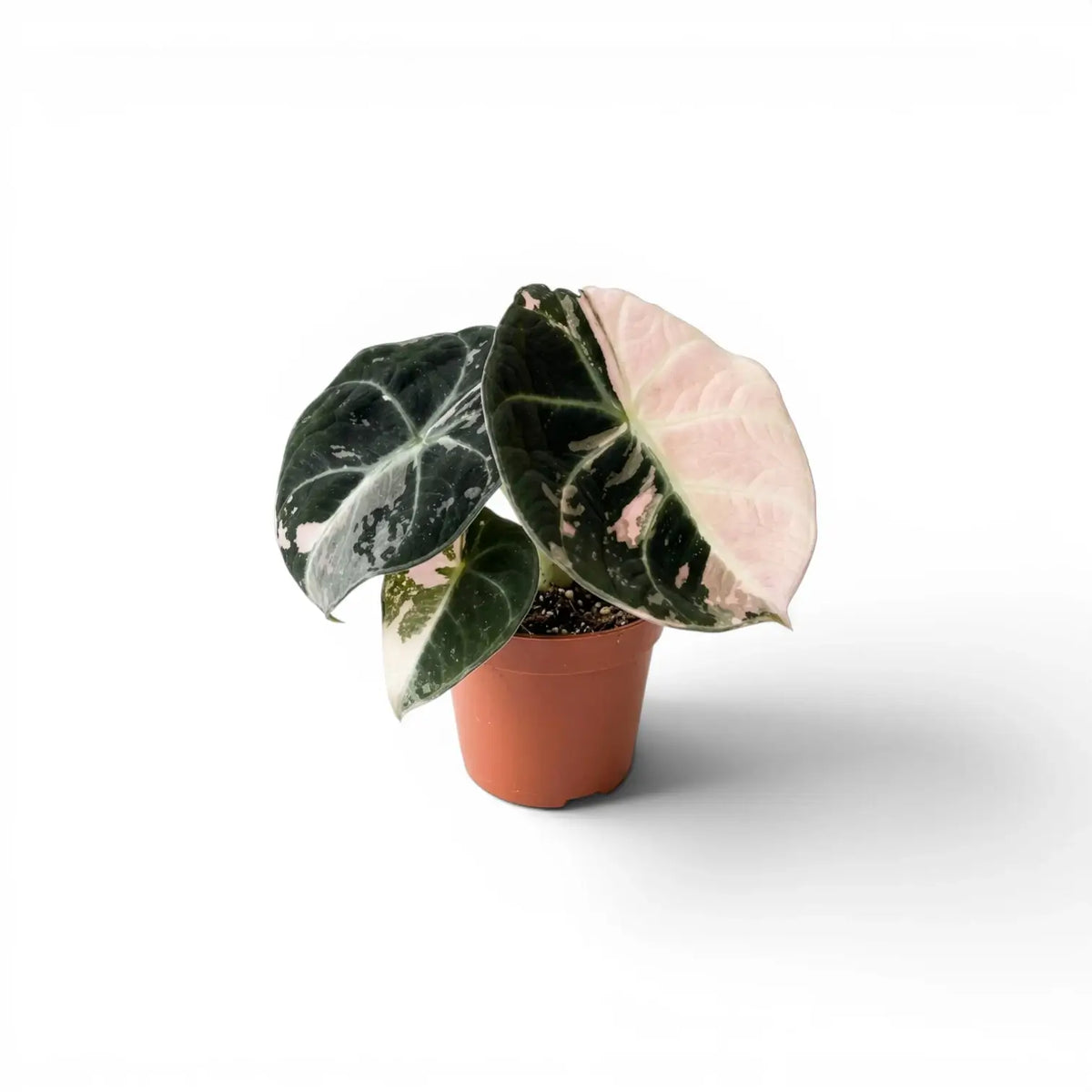 Jungpflanze von Alocasia reginula pink variegata mit dunkelgrünen Blättern und rosa Panaschierung im Anzuchttopf vor weißem Hintergrund