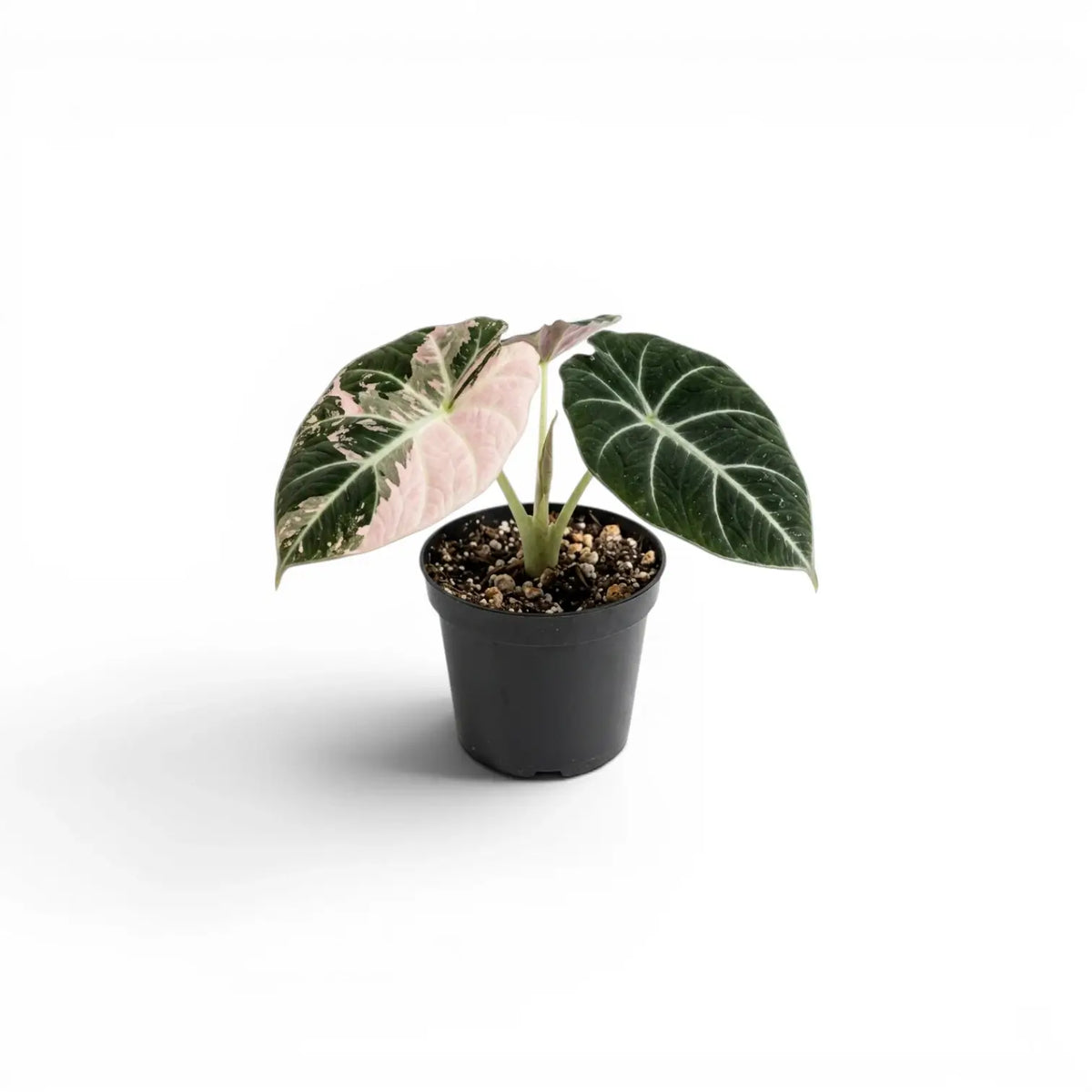 Jungpflanze von Alocasia reginula pink variegata mit dunkelgrünen Blättern und rosa Panaschierung im Anzuchttopf vor weißem Hintergrund