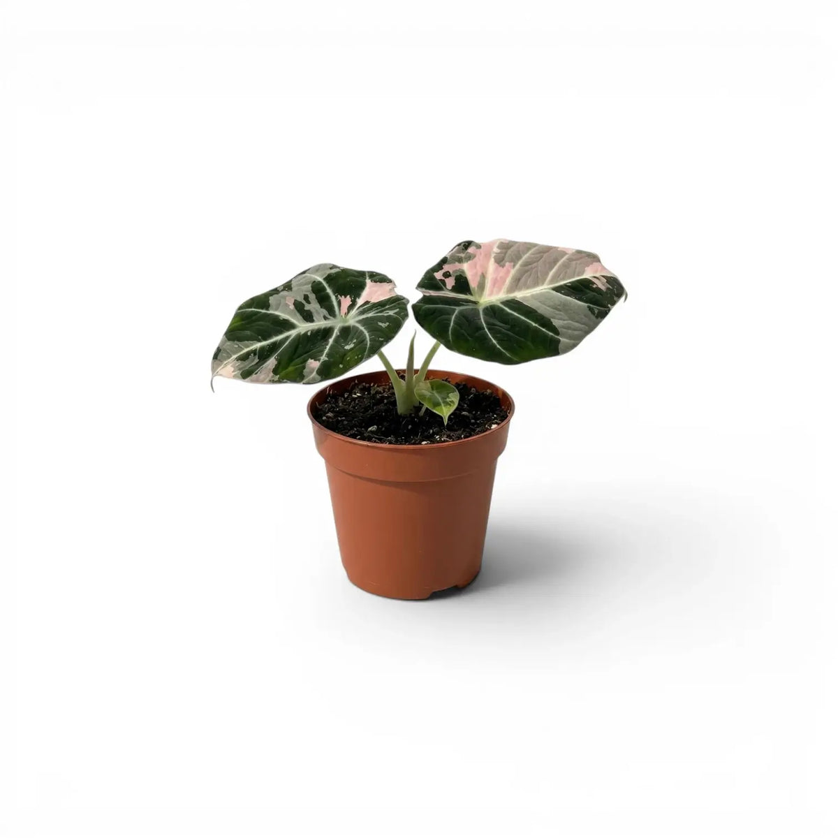 Jungpflanze von Alocasia reginula pink variegata mit dunkelgrünen Blättern und rosa Panaschierung im Anzuchttopf vor weißem Hintergrund