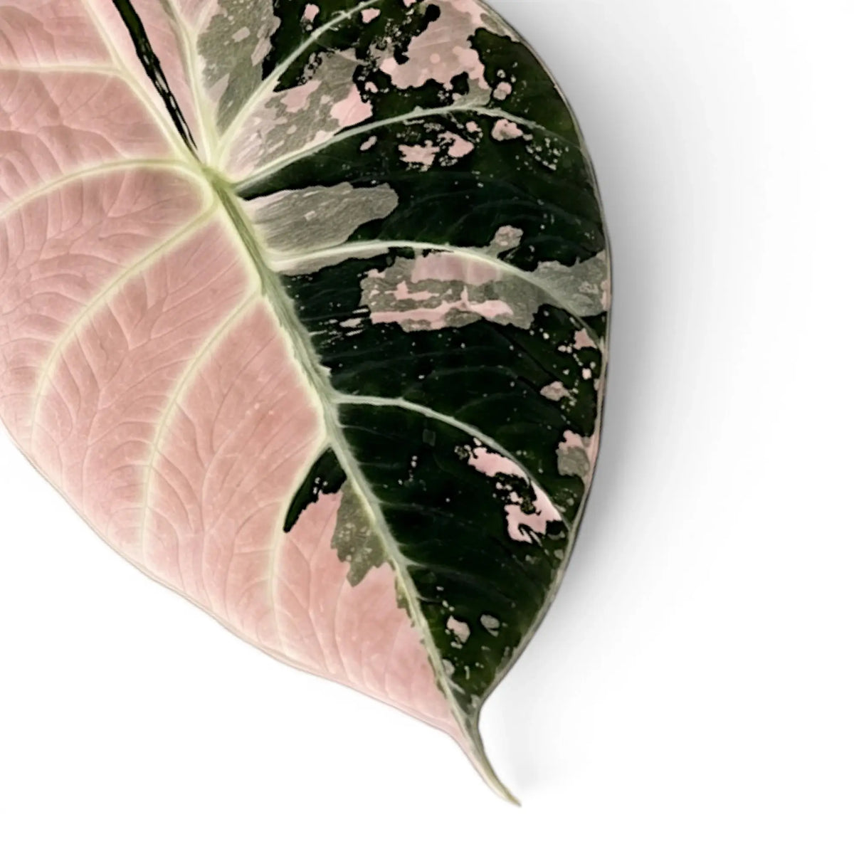 Nahaufnahme eines Blatts von Alocasia reginula pink variegata mit dunkelgrüner und rosa Panaschierung vor weißem Hintergrund