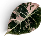 Nahaufnahme eines Blatts von Alocasia reginula pink variegata mit dunkelgrüner und rosa Panaschierung vor weißem Hintergrund