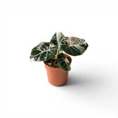 Alocasia reginula pink variegata im Topf mit rosa-weiß panaschierten Blättern vor weißem Hintergrund