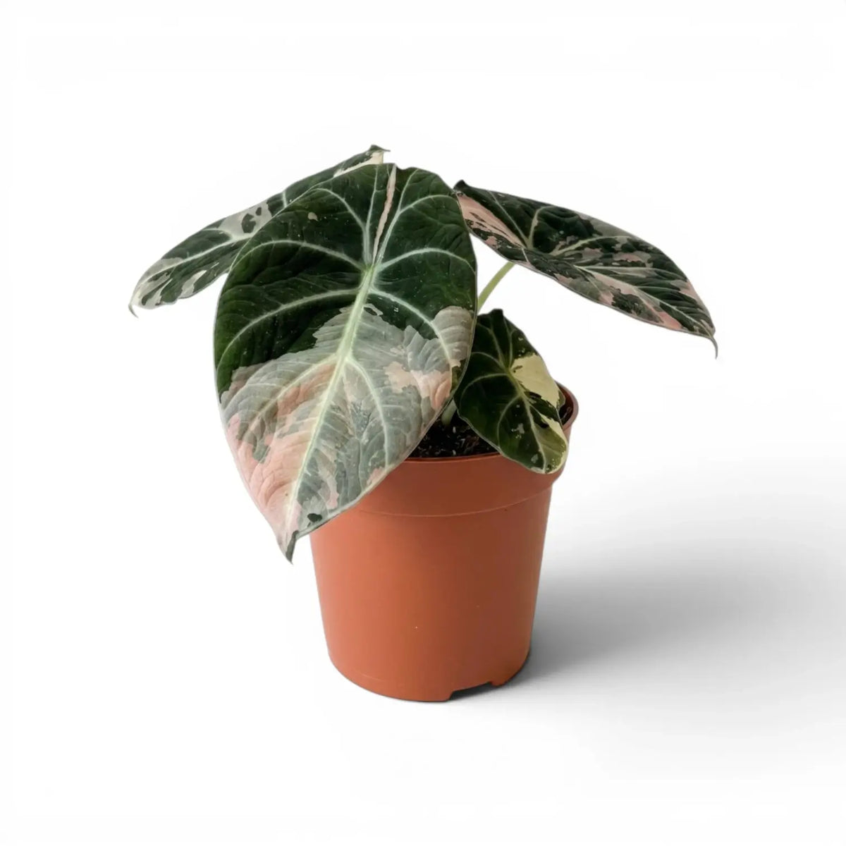 Alocasia reginula pink variegata im Topf mit rosa-weiß panaschierten Blättern vor weißem Hintergrund