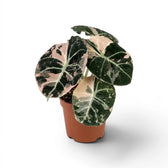 Alocasia reginula pink variegata im Topf mit rosa-weiß panaschierten Blättern vor weißem Hintergrund