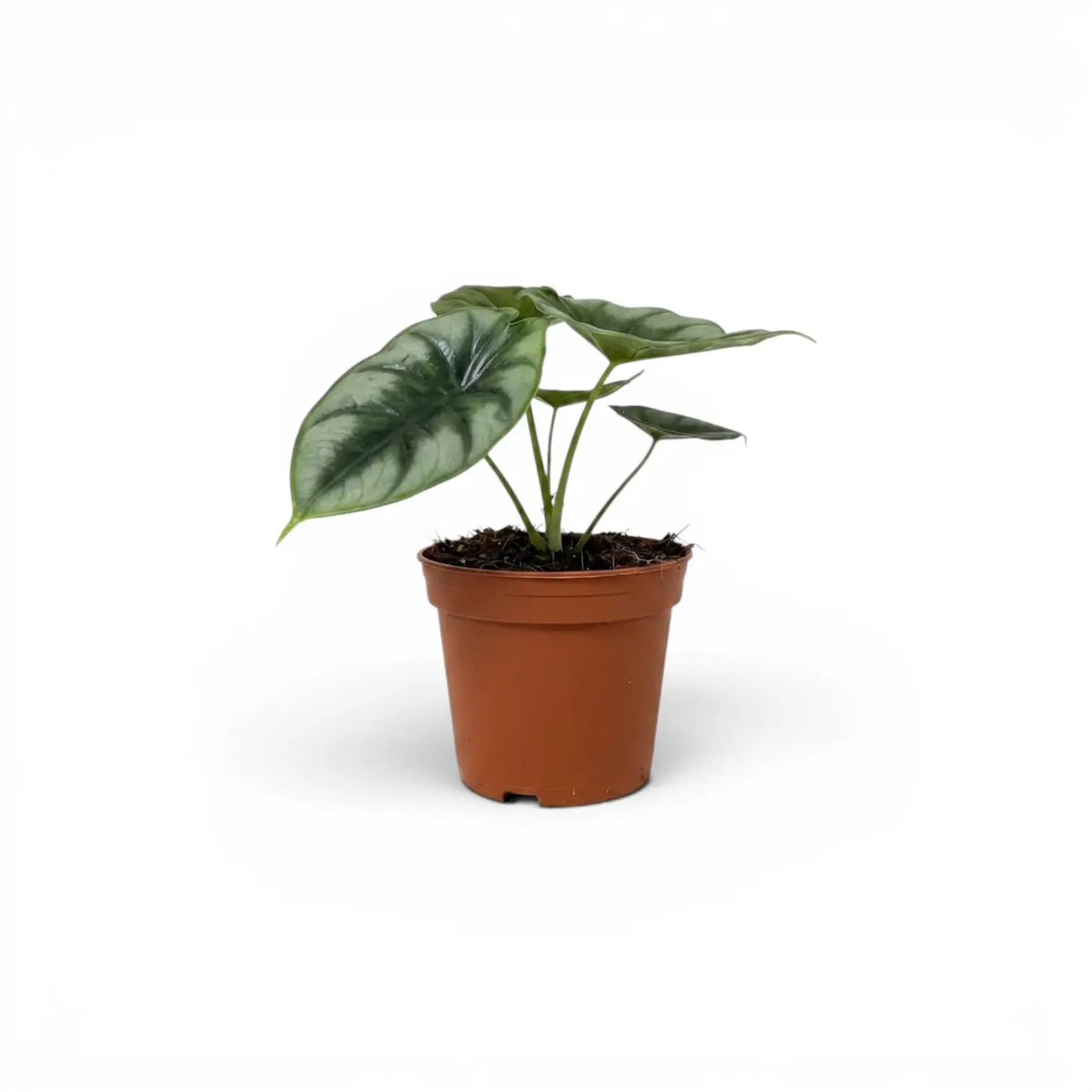 Kleine Jungpflanze von Alocasia reversa im Topf mit charakteristischen Blättern und dunklerer Zeichnung entlang der Mittelrippe vor weißem Hintergrund