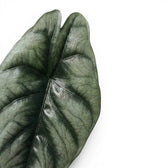 Nahaufnahme eines charakteristischen Blatts von Alocasia reversa mit dunklerer Zeichnung entlang der Mittelrippe vor weißem Hintergrund
