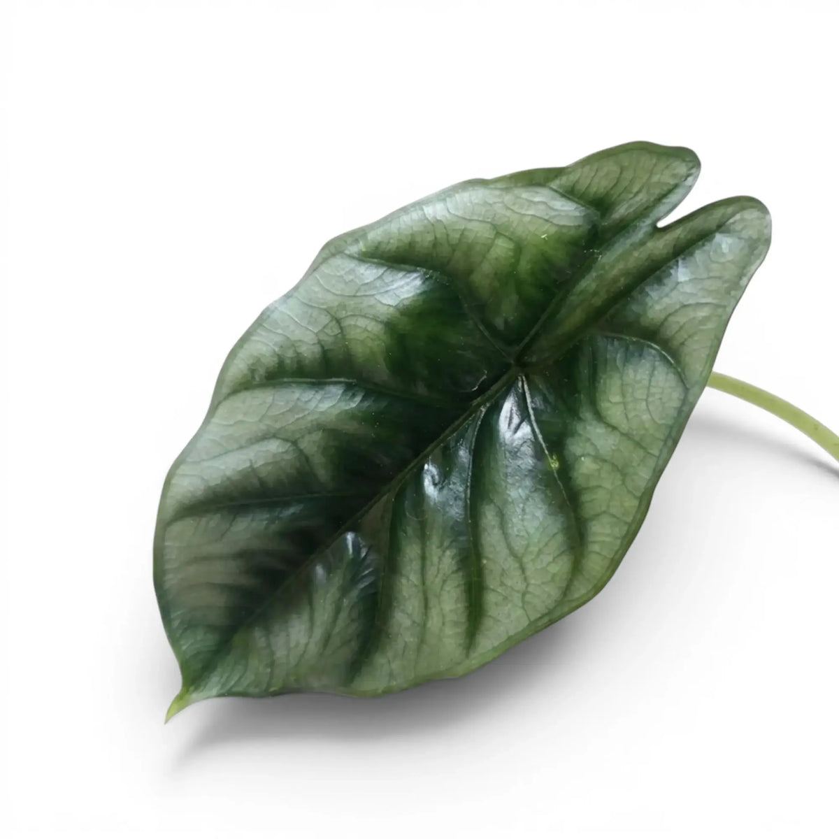 Nahaufnahme eines charakteristischen Blatts von Alocasia reversa mit dunklerer Zeichnung entlang der Mittelrippe vor weißem Hintergrund