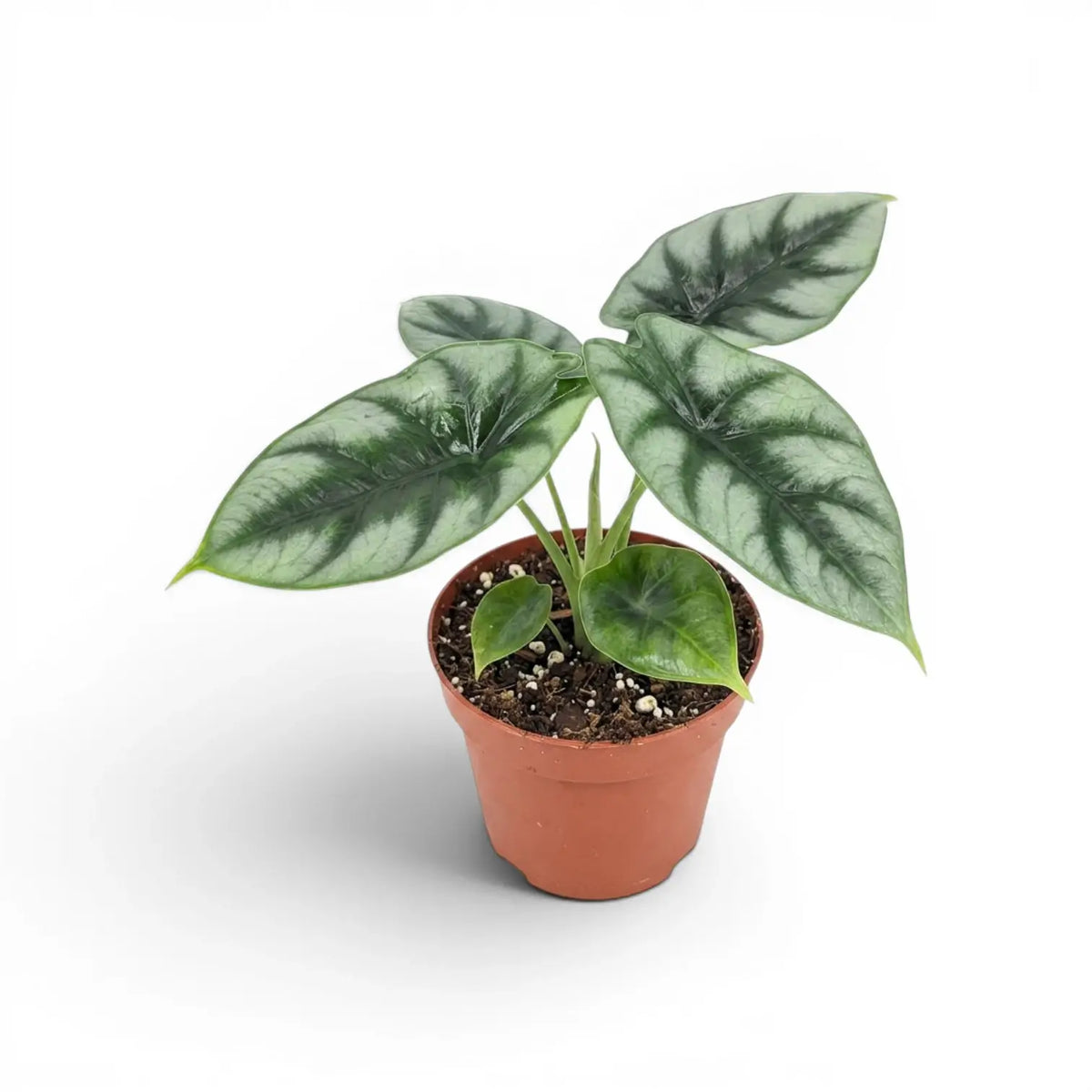 Alocasia reversa mit silbergrauen Blättern und dunklerer Zeichnung entlang der Mittelrippen im Anzuchttopf vor weißem Hintergrund