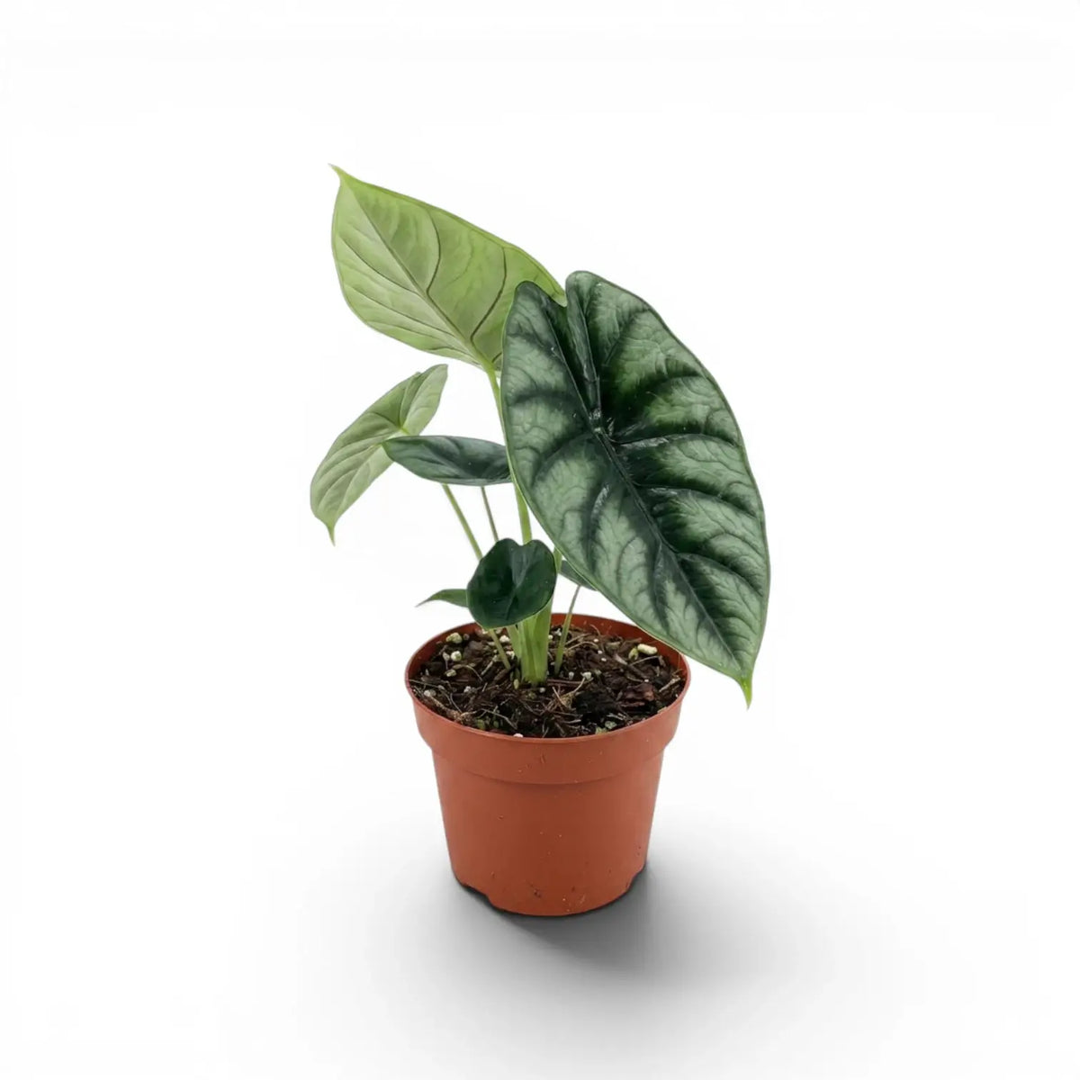 Alocasia reversa mit silbergrauen Blättern und dunklerer Zeichnung entlang der Mittelrippen im Anzuchttopf vor weißem Hintergrund