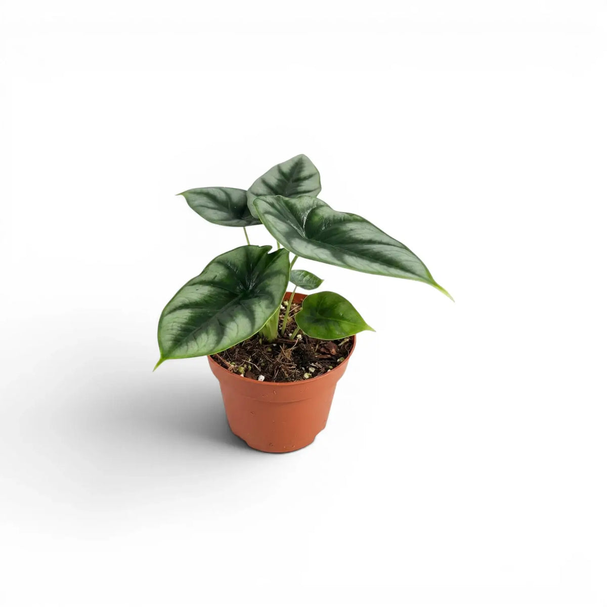 Alocasia reversa mit silbergrauen Blättern und dunklerer Zeichnung entlang der Mittelrippen im Anzuchttopf vor weißem Hintergrund