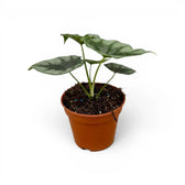 Alocasia reversa mit silbergrauen Blättern und dunklerer Zeichnung entlang der Mittelrippen im Anzuchttopf vor weißem Hintergrund