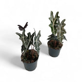 Alocasia sanderiana 'Nobilis' potted plant in nursery pot on white background.