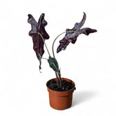 Alocasia sanderiana 'Nobilis' potted plant in nursery pot on white background.