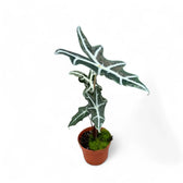 Alocasia sanderiana 'Nobilis' potted plant in nursery pot on white background.