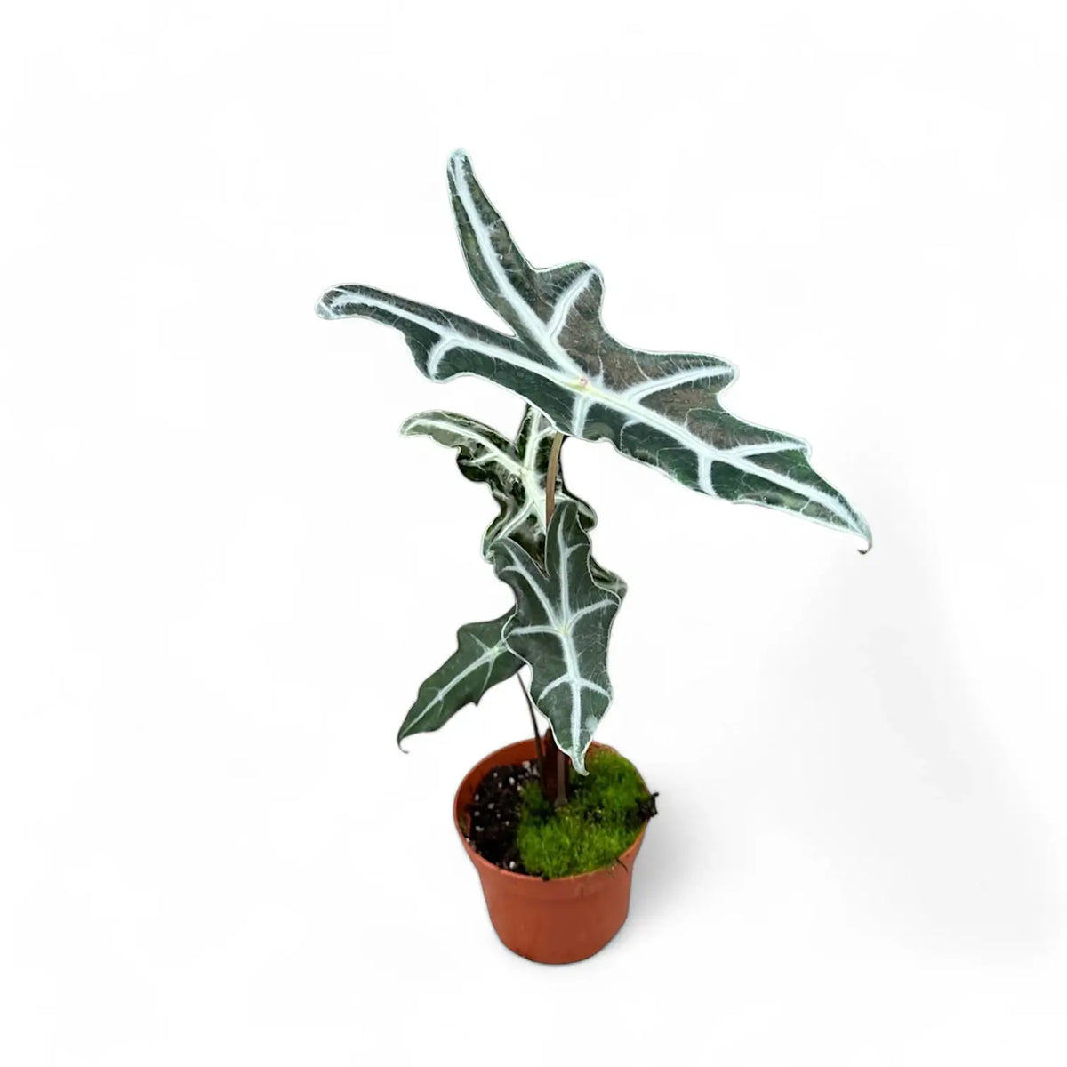 Alocasia sanderiana 'Nobilis' potted plant in nursery pot on white background.