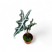 Alocasia sanderiana 'Nobilis' potted plant in nursery pot on white background.