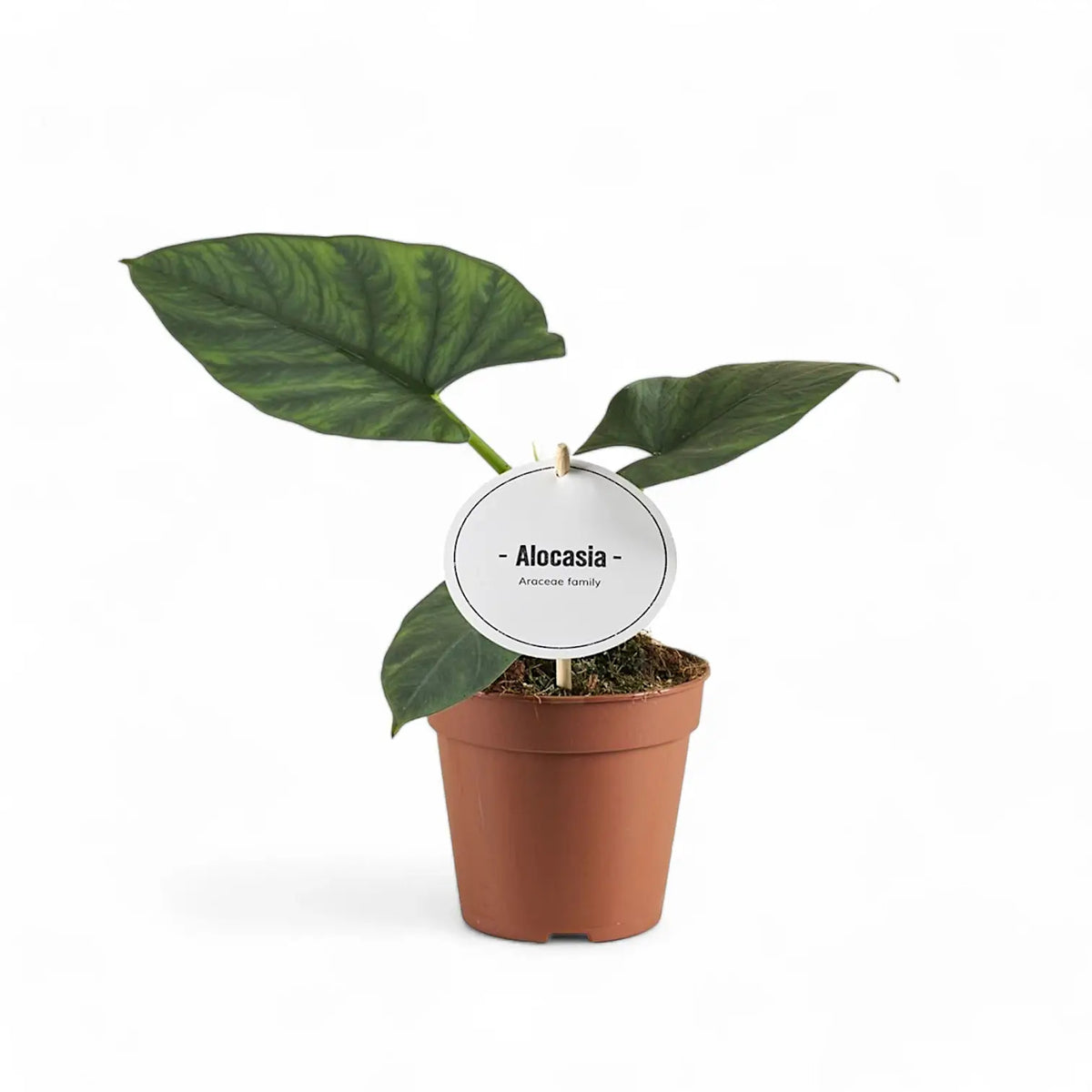 Alocasia scabriuscula potted plant in nursery pot on white background.