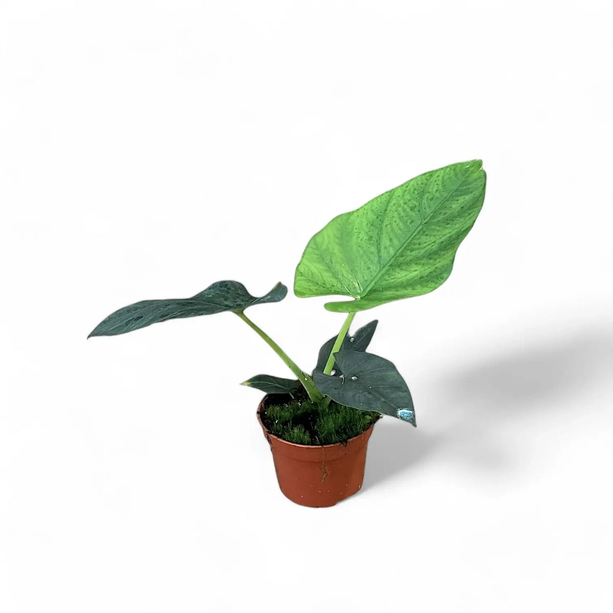 Alocasia scabriuscula potted plant in nursery pot on white background.