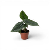 Jungpflanze von Alocasia scalprum mit lanzettlichen Blättern im Anzuchttopf vor weißem Hintergrund