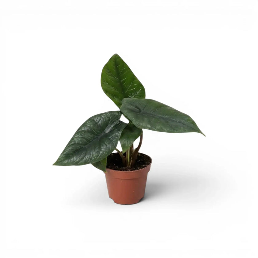 Jungpflanze von Alocasia scalprum mit lanzettlichen Blättern im Anzuchttopf vor weißem Hintergrund