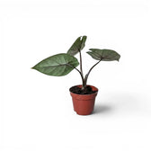 Jungpflanze von Alocasia scalprum mit lanzettlichen Blättern im Anzuchttopf vor weißem Hintergrund