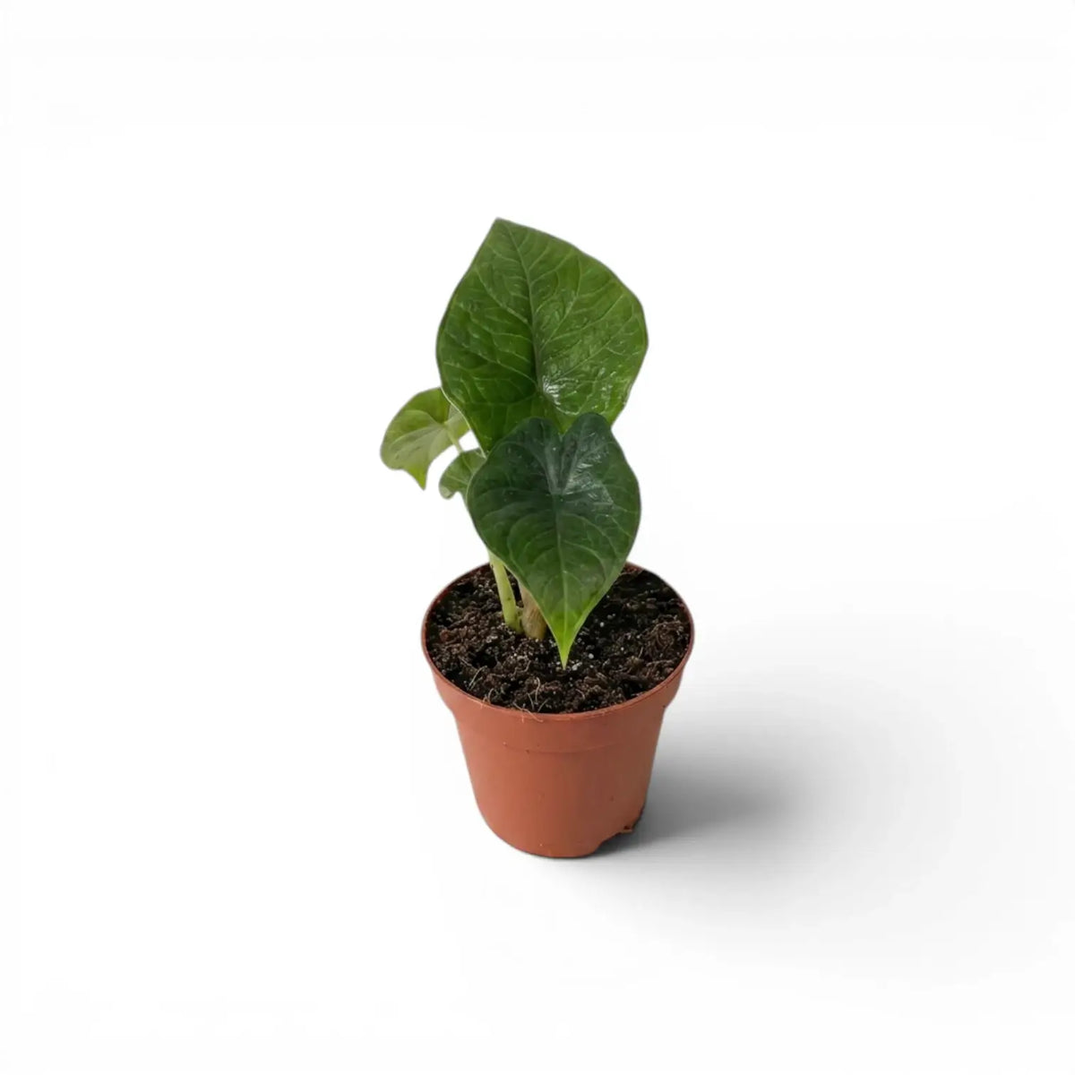 Junge Alocasia scalprum im Topf mit dunklen, lanzettlichen, strukturierten Blättern vor weißem Hintergrund