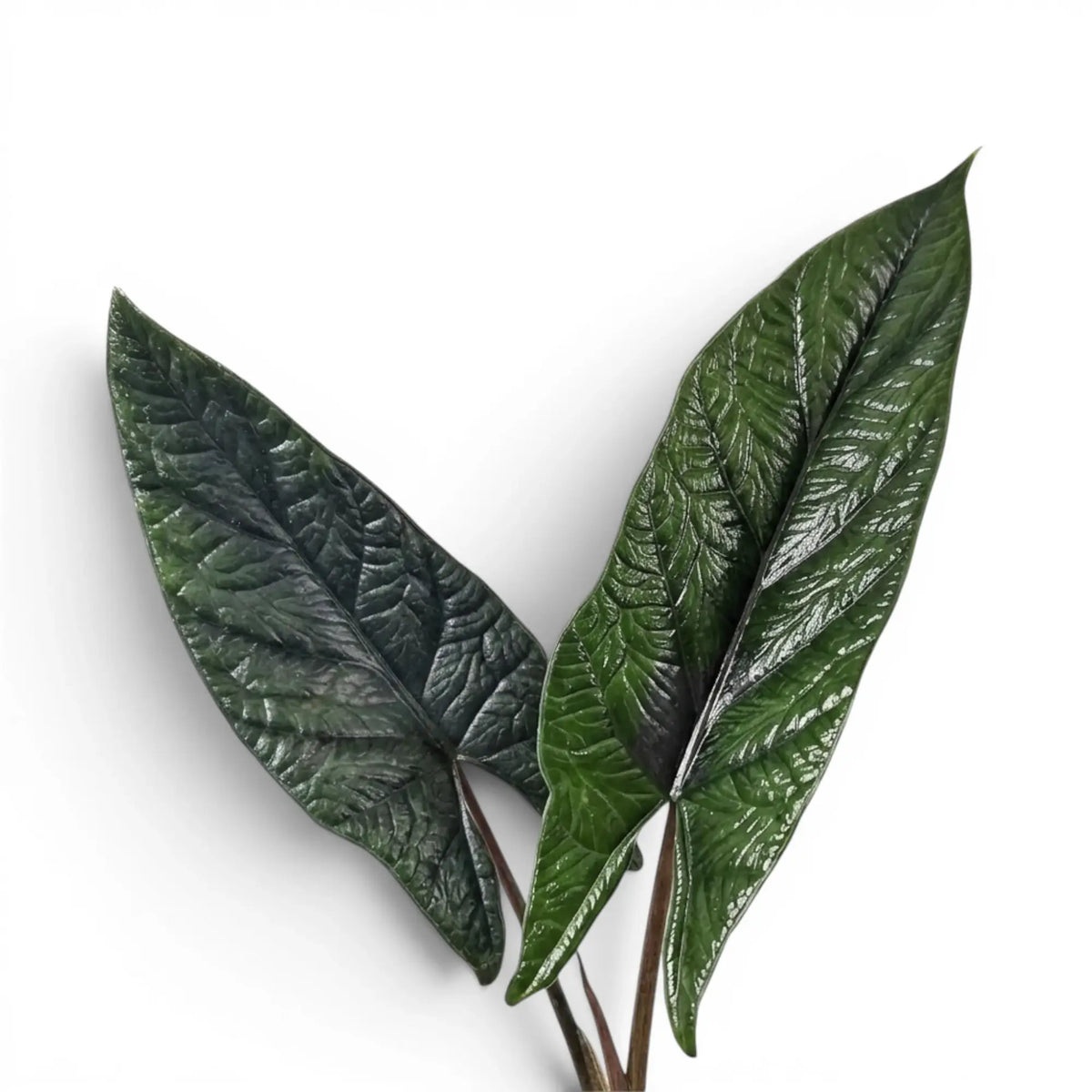 Nahaufnahme eines lanzettlichen Blatts von Alocasia scalprum mit ausgeprägter Struktur vor weißem Hintergrund