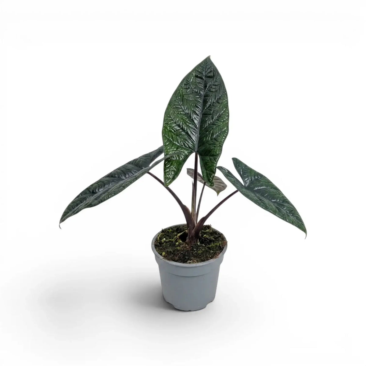 Alocasia scalprum mit dunklen, lanzettlichen, strukturierten Blättern im Anzuchttopf vor weißem Hintergrund