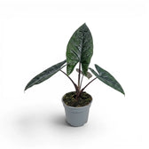 Alocasia scalprum mit dunklen, lanzettlichen, strukturierten Blättern im Anzuchttopf vor weißem Hintergrund
