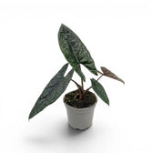 Alocasia scalprum mit dunklen, lanzettlichen, strukturierten Blättern im Anzuchttopf vor weißem Hintergrund