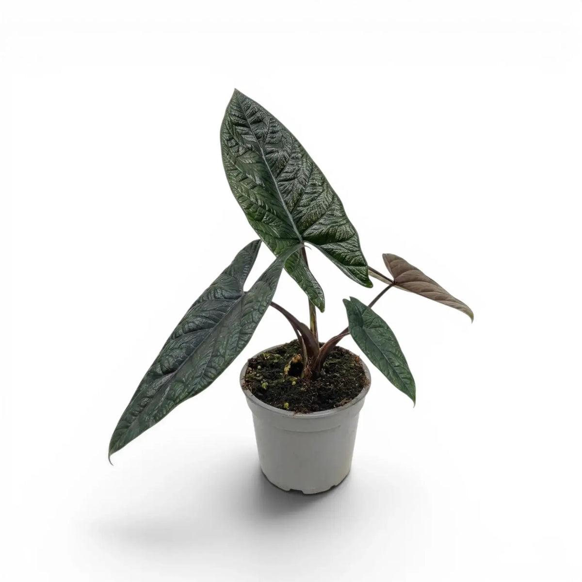 Alocasia scalprum mit dunklen, lanzettlichen, strukturierten Blättern im Anzuchttopf vor weißem Hintergrund