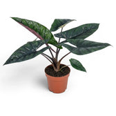 Alocasia scalprum mit dunklen, lanzettlichen, strukturierten Blättern im Anzuchttopf vor weißem Hintergrund