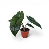Alocasia scalprum mit dunklen, lanzettlichen, strukturierten Blättern im Anzuchttopf vor weißem Hintergrund