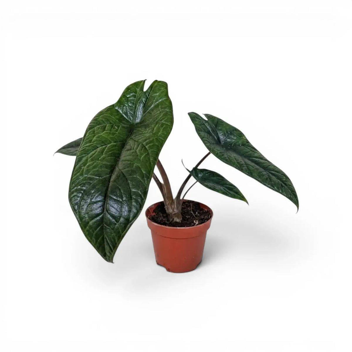 Alocasia scalprum mit dunklen, lanzettlichen, strukturierten Blättern im Anzuchttopf vor weißem Hintergrund