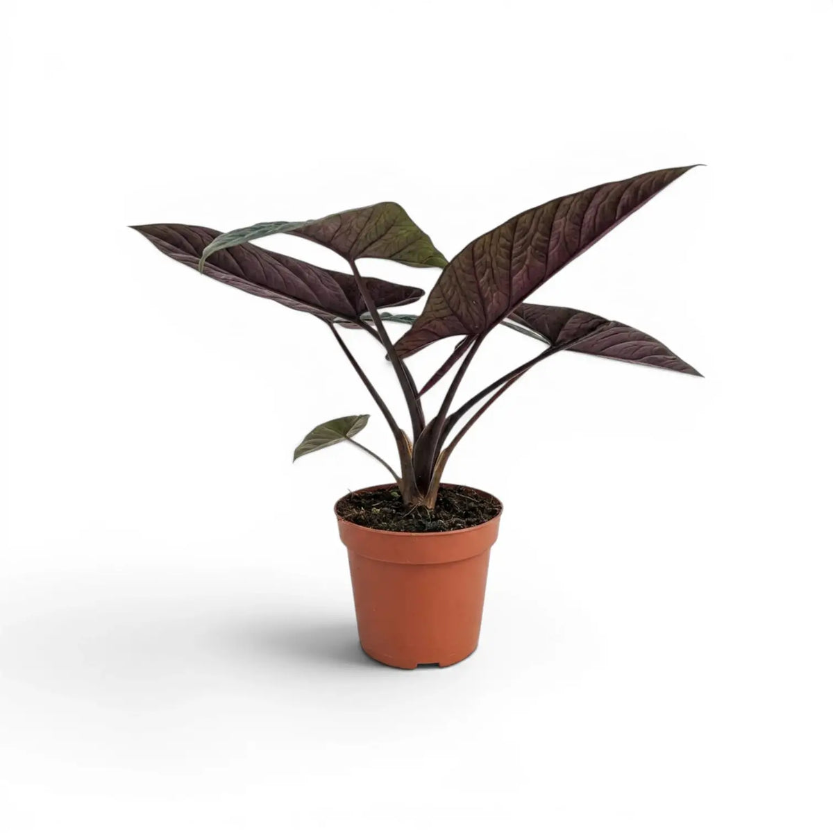 Mittelgroße Alocasia scalprum mit dunklen, lanzettlichen, strukturierten Blättern im Anzuchttopf vor weißem Hintergrund