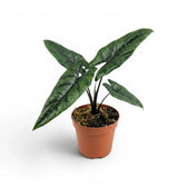 Mittelgroße Alocasia scalprum mit dunklen, lanzettlichen, strukturierten Blättern im Anzuchttopf vor weißem Hintergrund