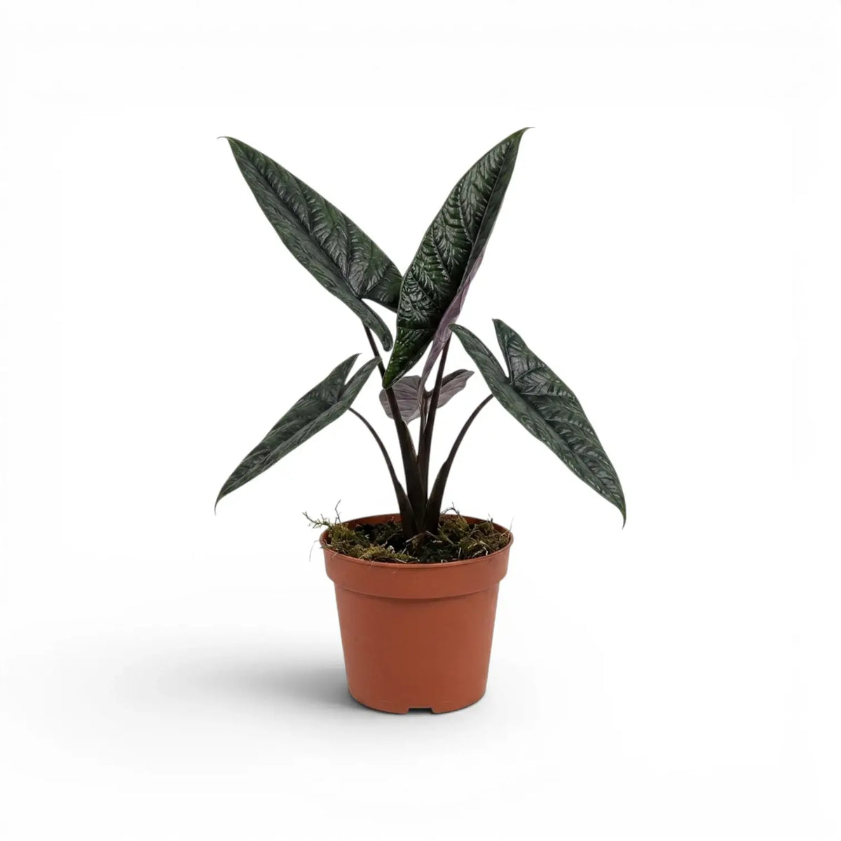Mittelgroße Alocasia scalprum mit dunklen, lanzettlichen, strukturierten Blättern im Anzuchttopf vor weißem Hintergrund