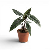 Mittelgroße Alocasia scalprum mit dunklen, lanzettlichen, strukturierten Blättern im Anzuchttopf vor weißem Hintergrund
