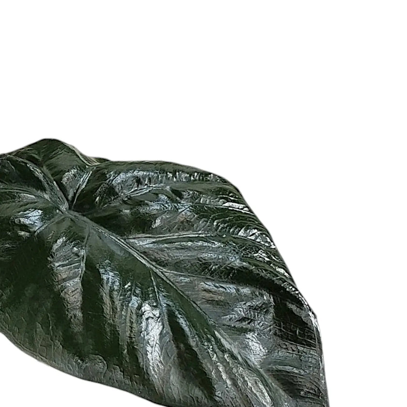 Alocasia 'Serendipity' leaf detail on white background.