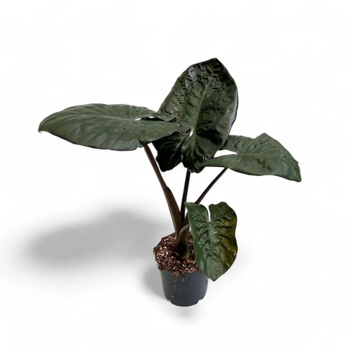 Alocasia 'Serendipity' potted plant in nursery pot on white background.